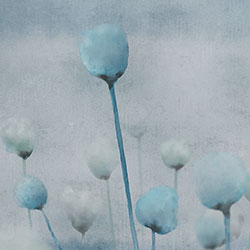 罂粟-原创定制壁画 murals